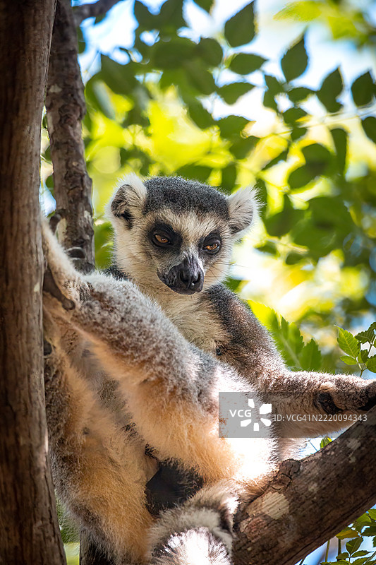 树上栖息的环尾狐猴 - 安佳保护区，马达加斯加图片素材