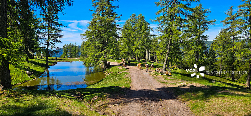 田园诗般的山林和牧场图片素材