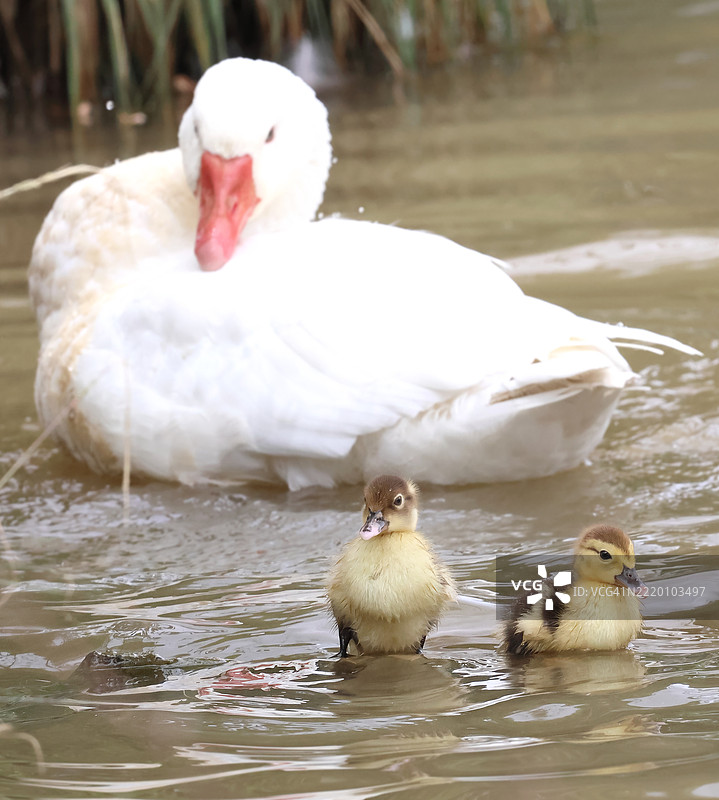 小鸭子和它们的爸爸图片素材