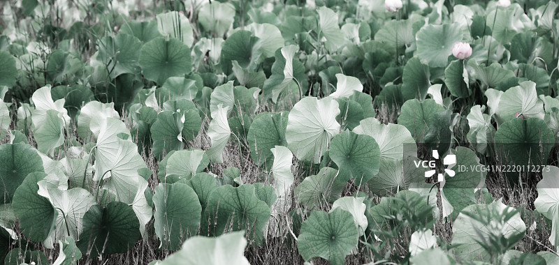 夏天，池塘里的荷花和郁郁葱葱的荷叶图片素材