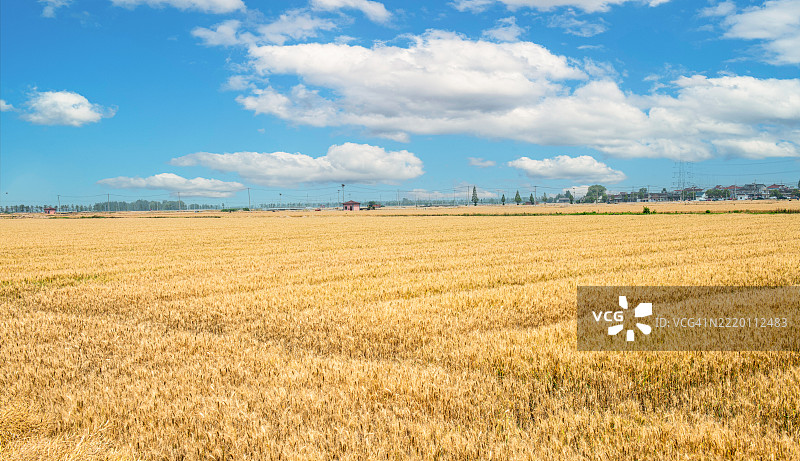 金色麦田在晴朗的蓝天下，阳光明媚的氛围图片素材