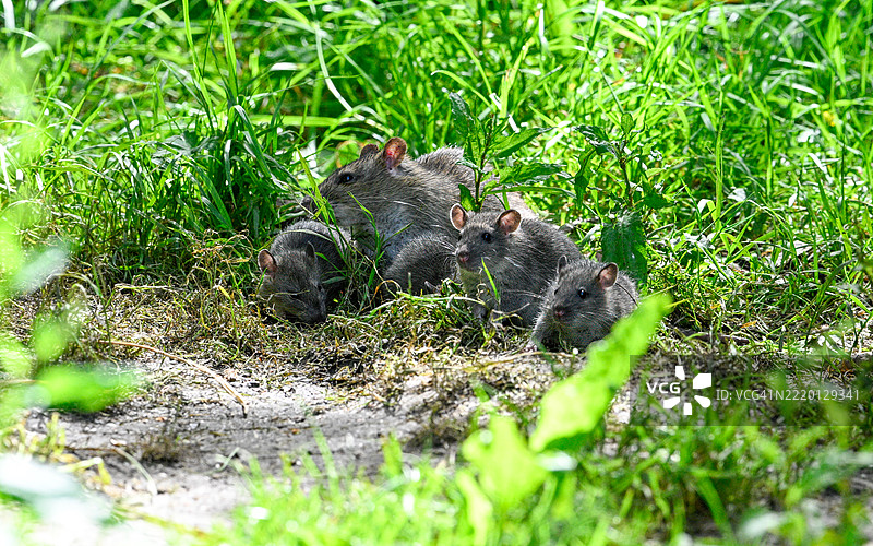 花园里的棕色老鼠一家。图片素材