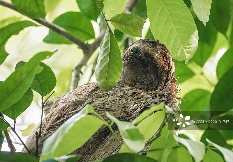 三趾树懒在雨林树冠中图片素材