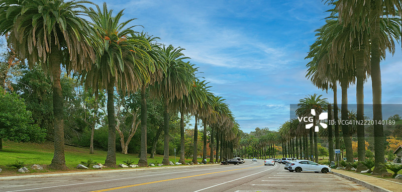 洛杉矶伊利西安公园的成熟棕榈大道图片素材