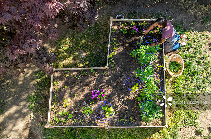 夏季家庭园艺图片素材