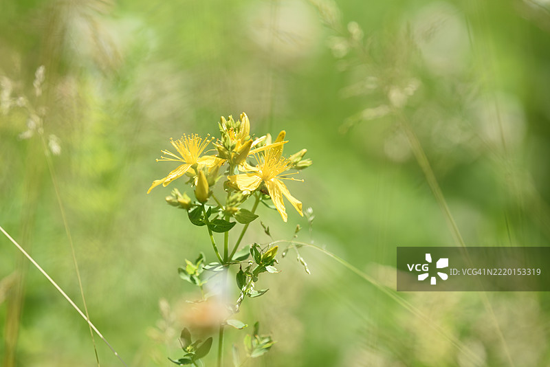 贯叶连翘图片素材