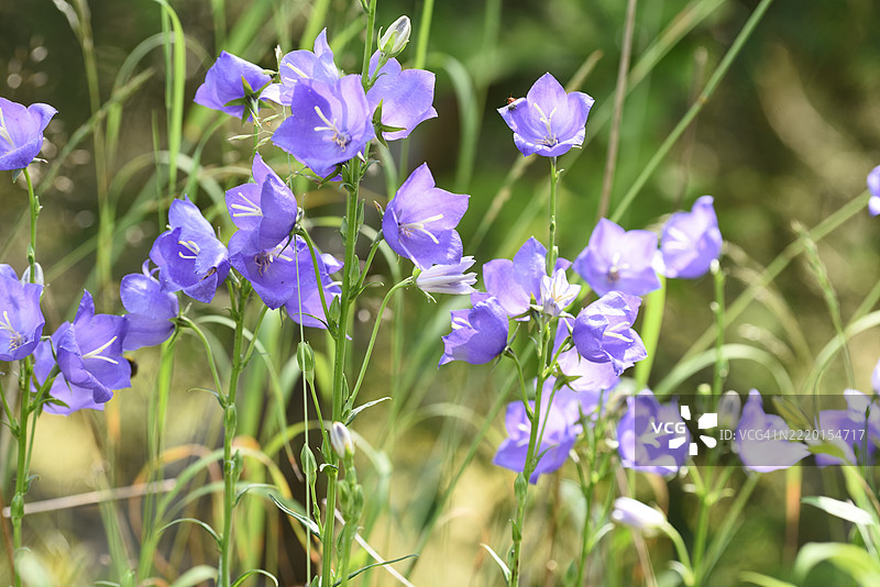 桃叶铃兰图片素材