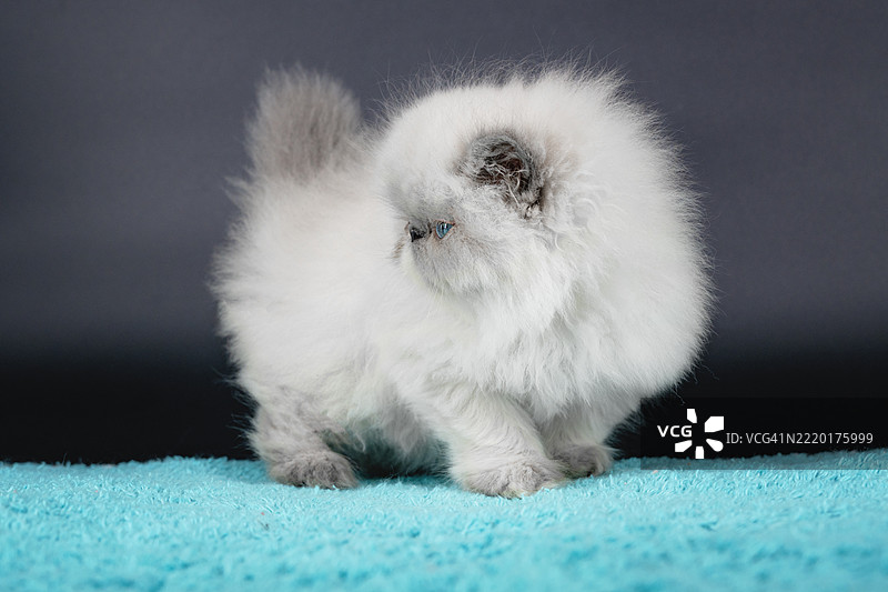 毛茸茸的蓝眼波斯小猫在青绿色毛毯上图片素材