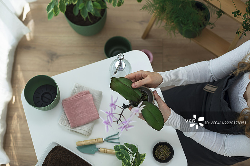 女人在家里照顾植物图片素材