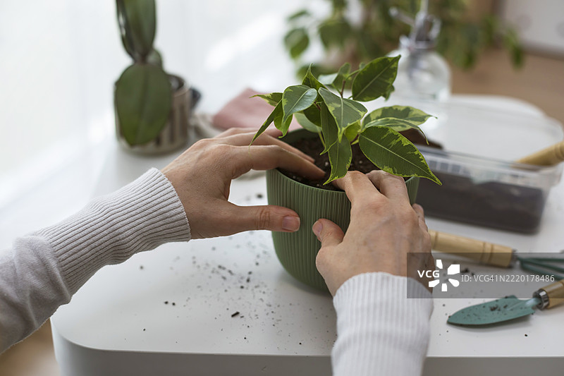 女人在家里种植幼苗图片素材