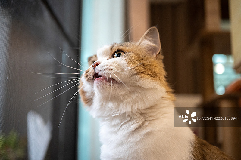 波斯猫在窗户旁等待主人。图片素材