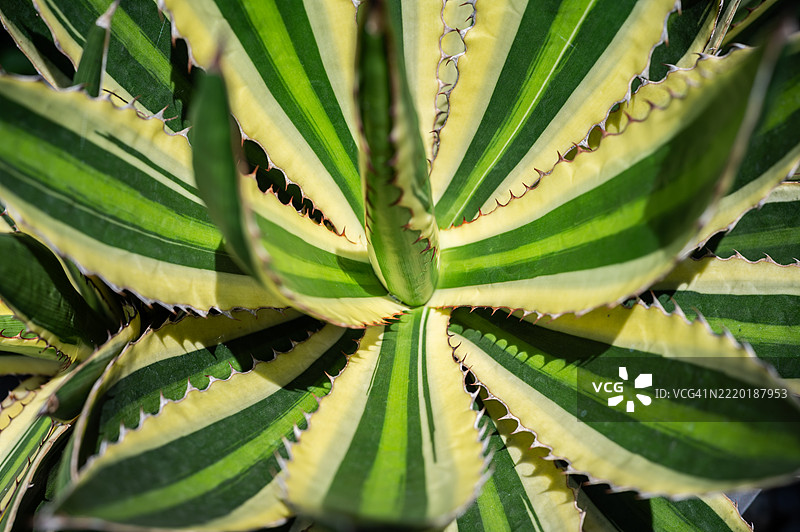 龙舌兰 Lophantha 'Quadricolor' 的叶刺和纹理的抽象图像。图片素材