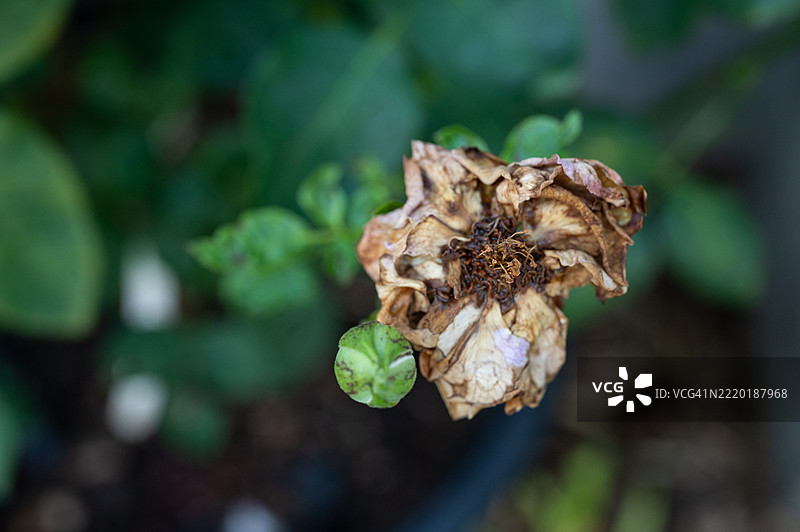 被大雨浸泡后受损的玫瑰特写。因土壤过于潮湿而枯萎的玫瑰花。图片素材