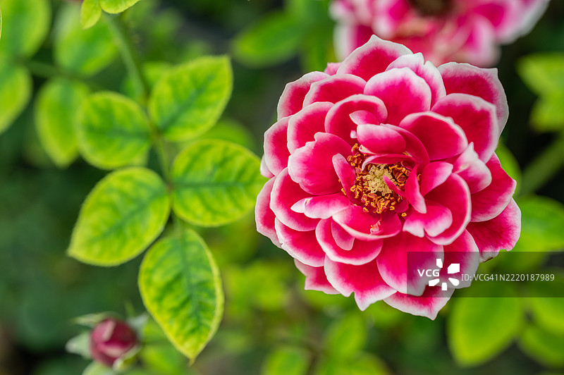 美丽的玛丽亚日本玫瑰盛开。花朵颜色为洋红色，边缘带有白色，温度越低，白色越明显。图片素材