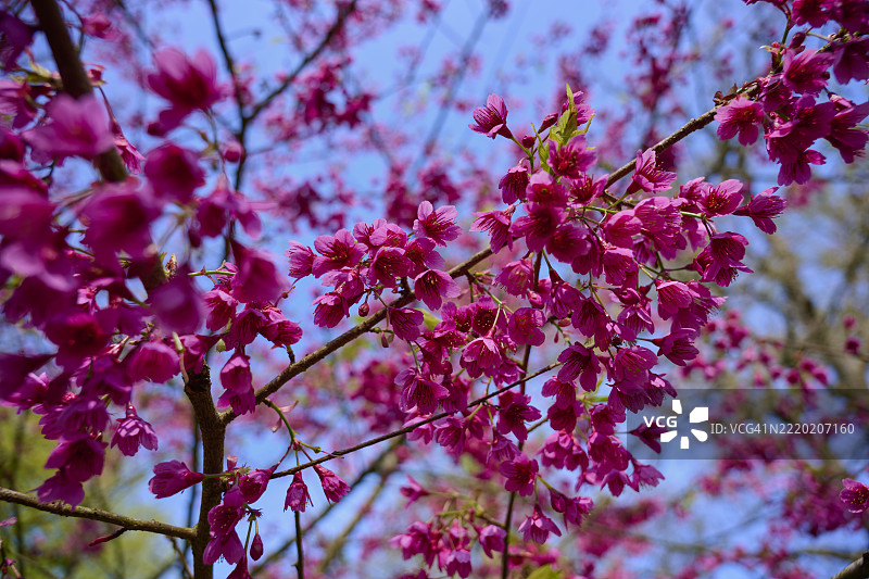 樱花树盛开，春天的时光图片素材