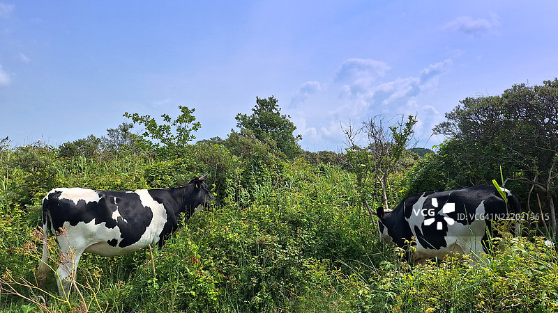 在Goeree-Overflakkee的Stellendam附近的Kwade Hoek沙丘上的牛群图片素材