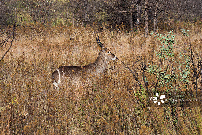 博茨瓦纳乔贝河的野生动物，水羚羊图片素材
