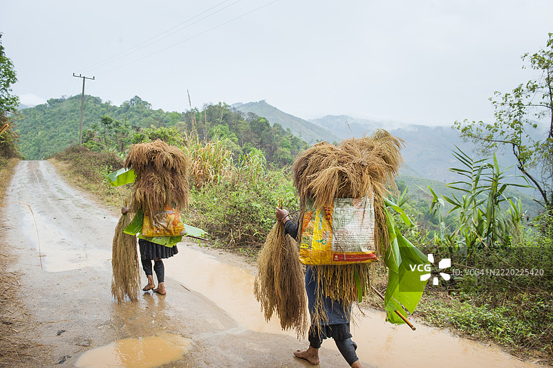 女性在老挝西北部乌多姆赛省穆昂拉周围的山区前往阿卡部落村庄的道路上行走图片素材