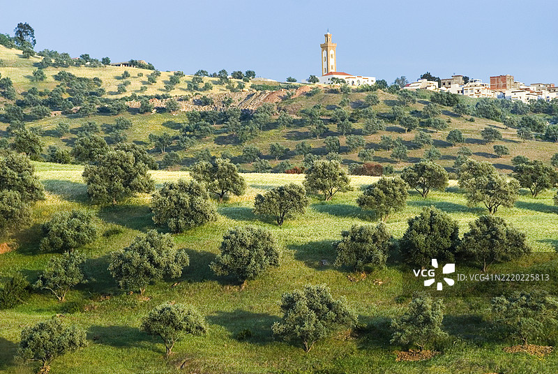 摩洛哥里夫地区舍夫沙万周围的橄榄树林图片素材