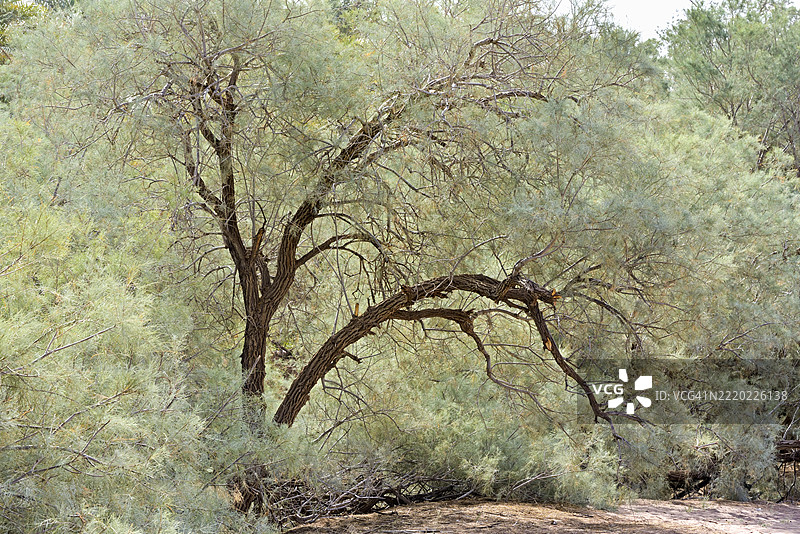 摩洛哥扎戈拉省德拉河谷的棕榈林边缘的无叶塔玛木材图片素材