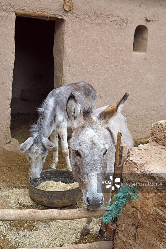 在摩洛哥Draa-Tafilet地区的Djebel Kissane（基萨尼山）脚下，Agdz的Draa河岸边的生态旅馆Hara Oasis中的驴子，周围是一片大型棕榈树林。图片素材