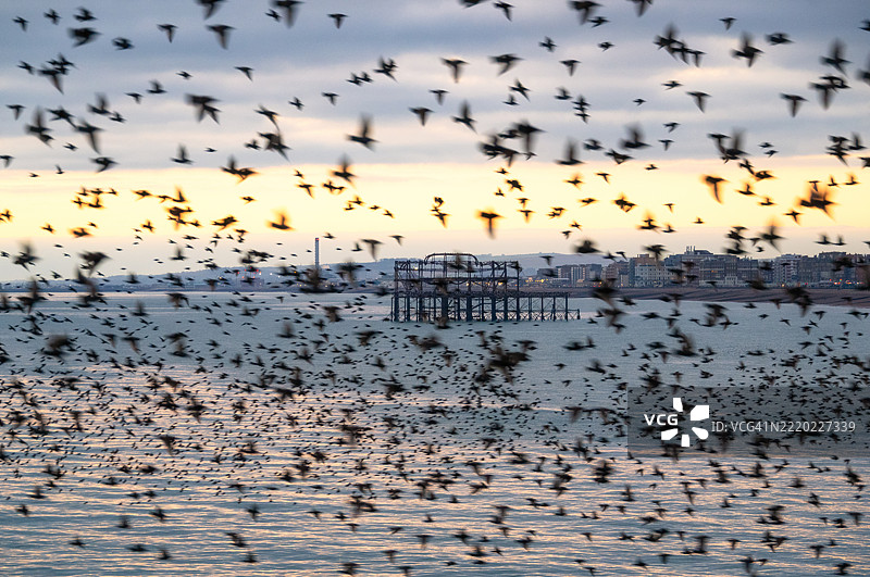 在日落时分，通过星鸦聚集的景象看到的西码头遗迹，英格兰东萨塞克斯布莱顿和霍夫市图片素材