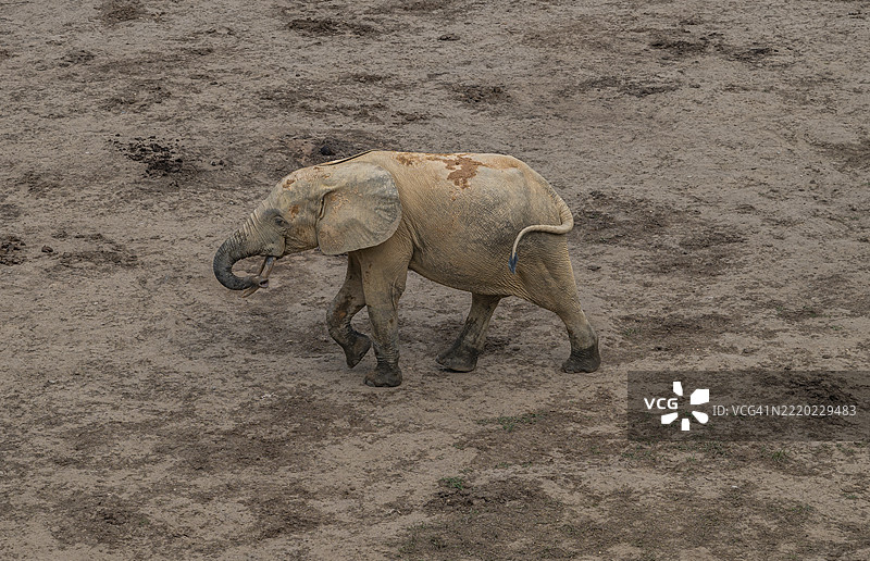 非洲森林象（Loxodonta cyclotis），赞加白，赞加桑加国家公园，联合国教科文组织，中非共和国图片素材