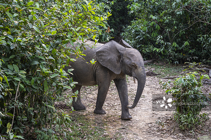 非洲森林象（Loxodonta cyclotis），赞加白，赞加桑加国家公园，联合国教科文组织，中非共和国图片素材