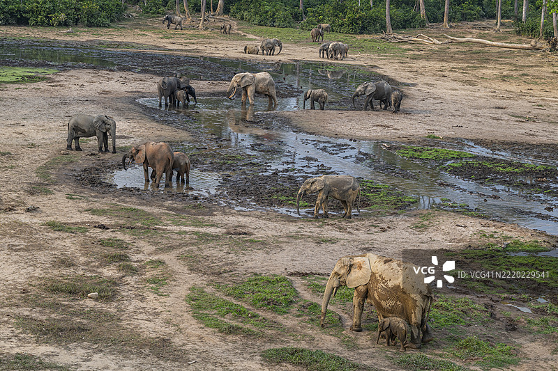 非洲森林象（Loxodonta cyclotis），赞加白，赞加桑加国家公园，联合国教科文组织，中非共和国图片素材
