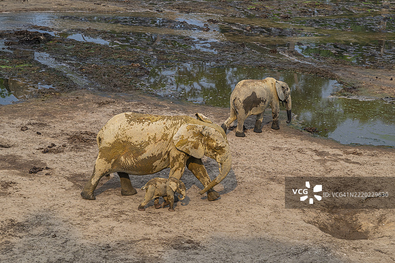 非洲森林象（Loxodonta cyclotis），赞加白，赞加桑加国家公园，联合国教科文组织，中非共和国图片素材
