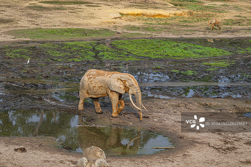 非洲森林象（Loxodonta cyclotis），赞加白，赞加桑加国家公园，联合国教科文组织，中非共和国图片素材