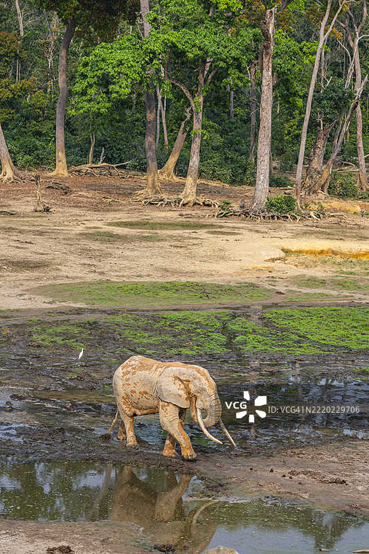 非洲森林象（Loxodonta cyclotis），赞加白，赞加桑加国家公园，联合国教科文组织，中非共和国图片素材