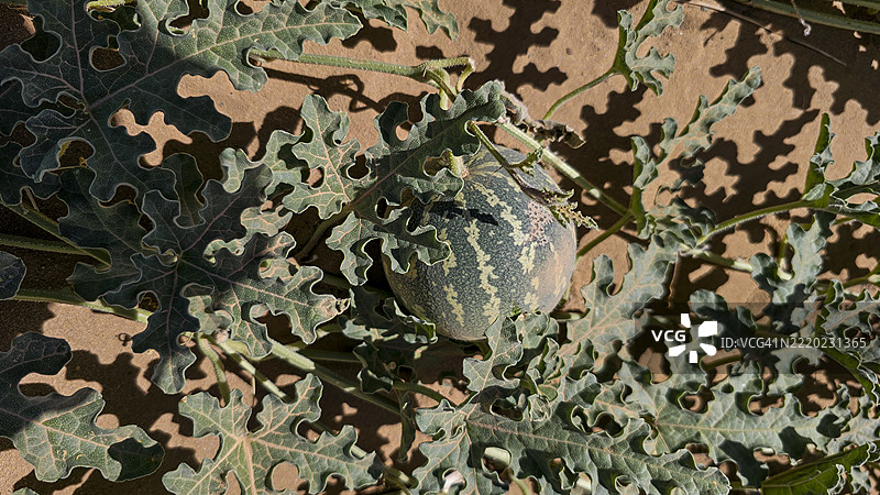 小瓜，提比斯提山脉，乍得图片素材