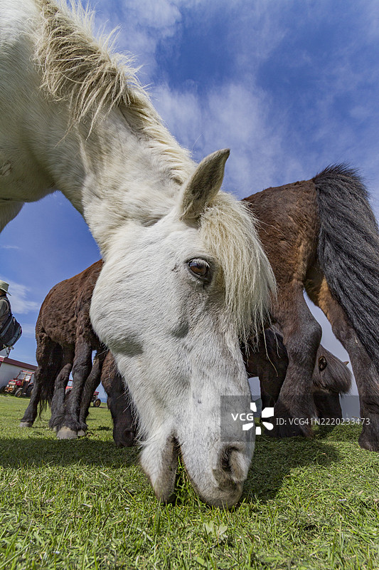冰岛赫伊马岛上的冰岛马图片素材
