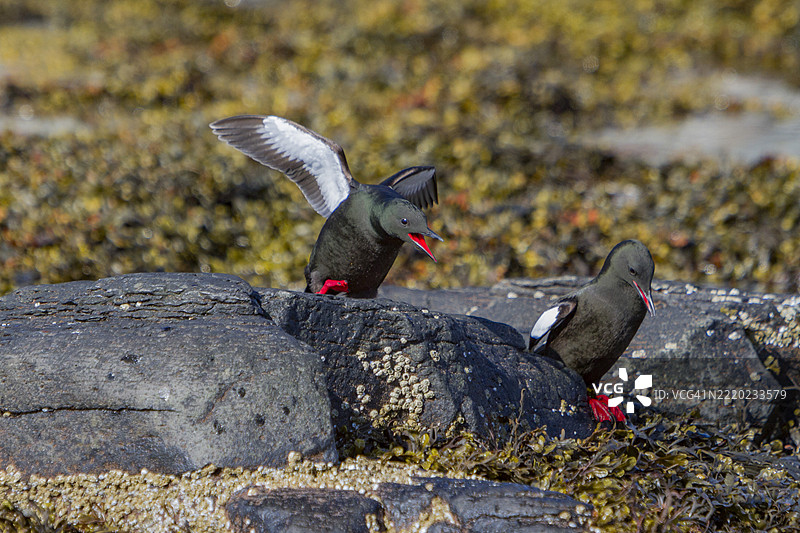 夏季羽毛的成年黑海雀（Cepphus grylle）在冰岛伊萨菲尔德湾的维古尔岛附近。图片素材