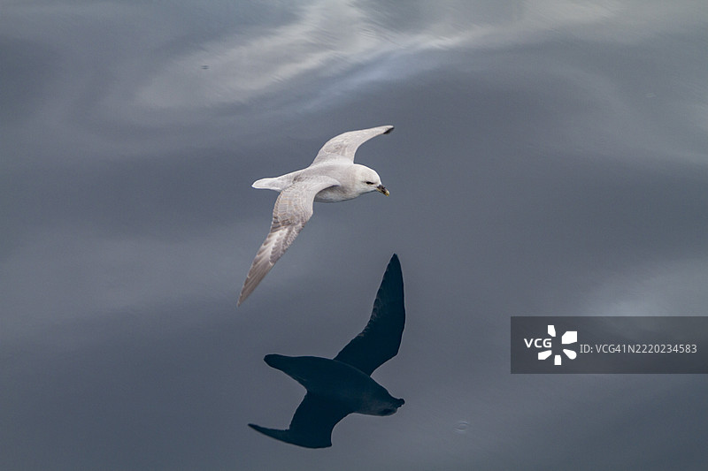 斯瓦尔巴群岛（挪威）空中飞翔的北极海鸥（Fulmarus glacialis glacialis）图片素材