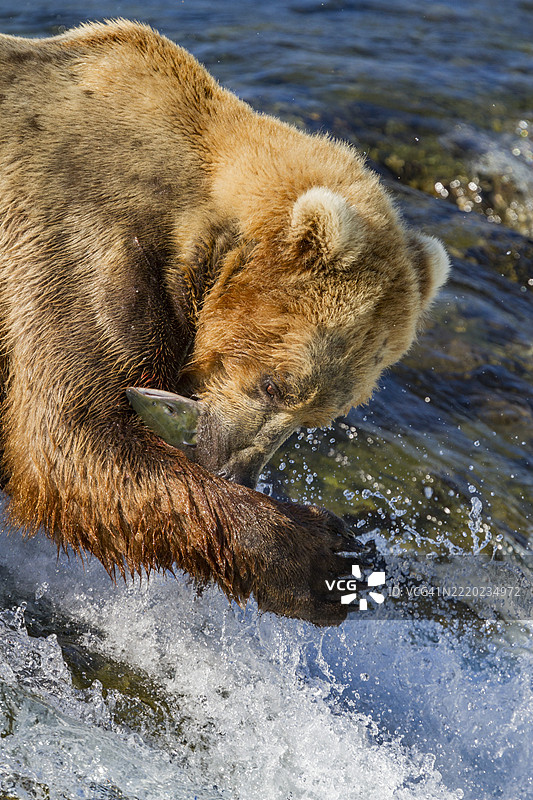 成年棕熊（Ursus arctos）在阿拉斯加卡特迈国家公园布鲁克斯河觅食鲑鱼图片素材