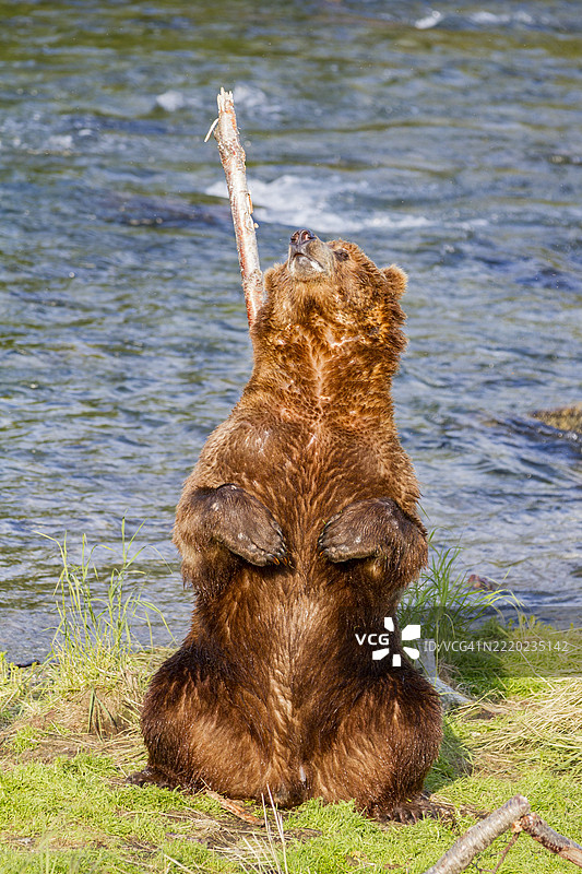 成年棕熊(Ursus arctos)在树上抓背,布鲁克斯河,卡特迈国家公园,阿拉斯加州布里斯托尔湾附近,美国图片素材
