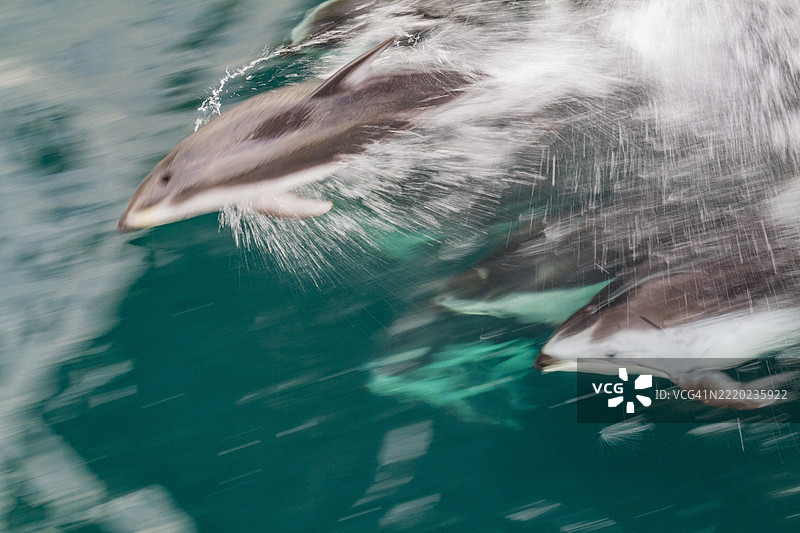 一群太平洋白侧海豚（Lagenorhynchus obliquidens）在加拿大不列颠哥伦比亚省约翰斯顿海峡嬉戏。图片素材