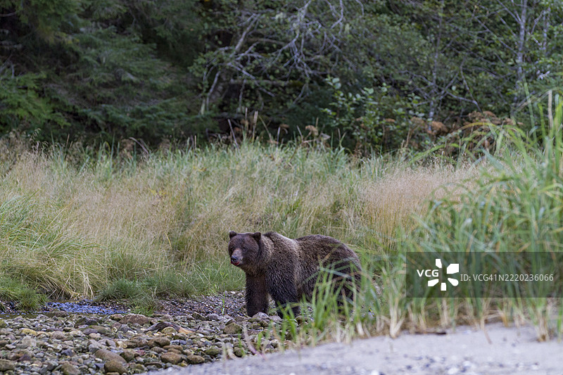 成年棕熊（Ursus arctos）在美国阿拉斯加奇查戈夫岛的伊尤金湾捕食鲑鱼图片素材
