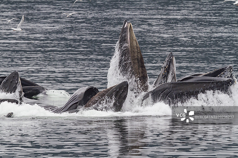 成年座头鲸（Megaptera novaeangliae）在美国阿拉斯加东南部合作进行气泡网捕食。图片素材