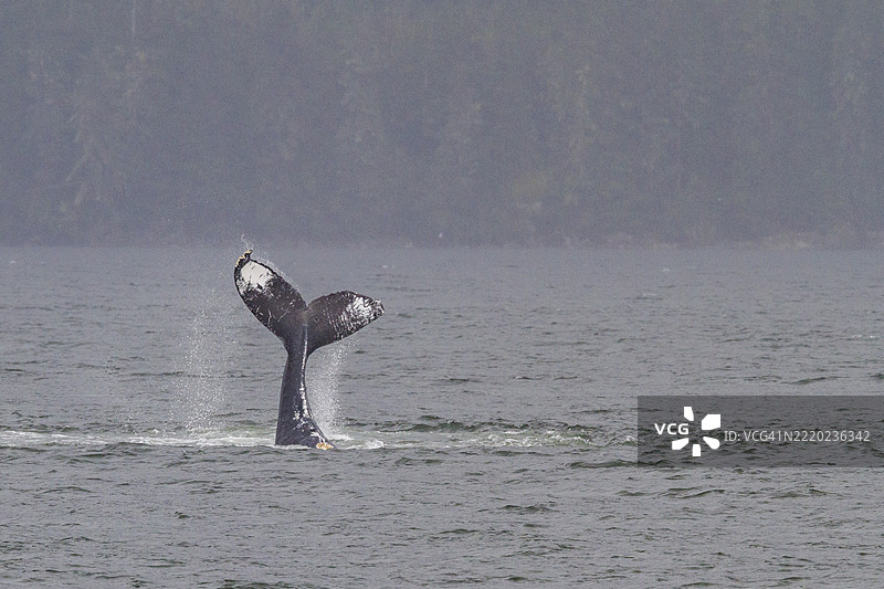 成年座头鲸（Megaptera novaeangliae）在美国阿拉斯加东南部喂食的鲸鱼中抛尾。图片素材