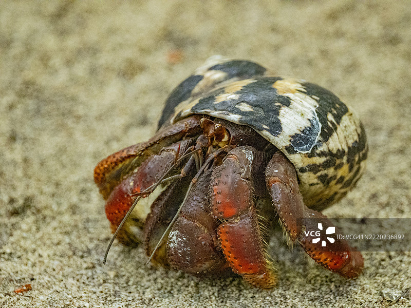加勒比海陆寄居蟹（Coenobita clypeatus），半月礁，联合国教科文组织，梅索美洲大堡礁，伯利兹图片素材