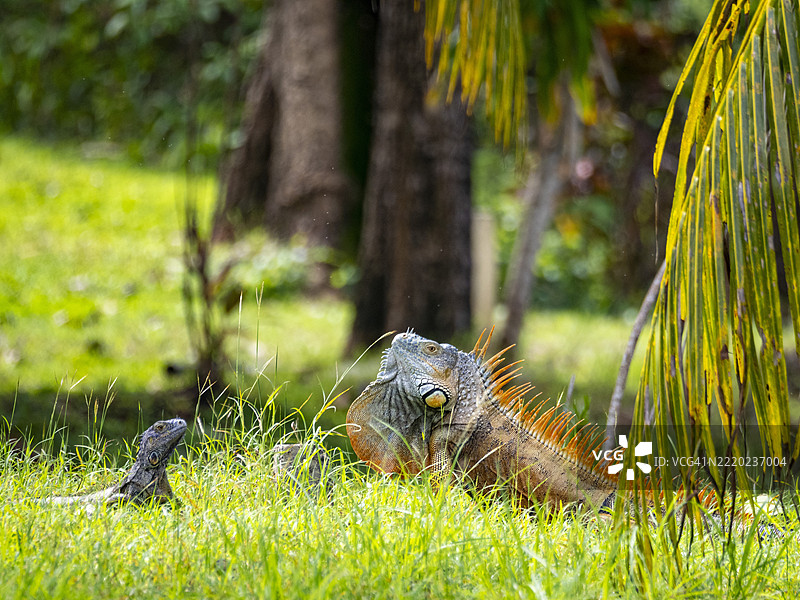 成年雄性绿鬣蜥（Iguana iguana），在伯利兹拉曼奈附近的新河上图片素材