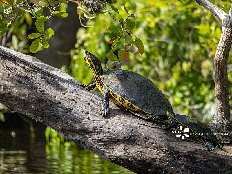 一对美索美洲滑行龟(Trachemys venusta),在伯利兹拉曼奈附近的新河上图片素材