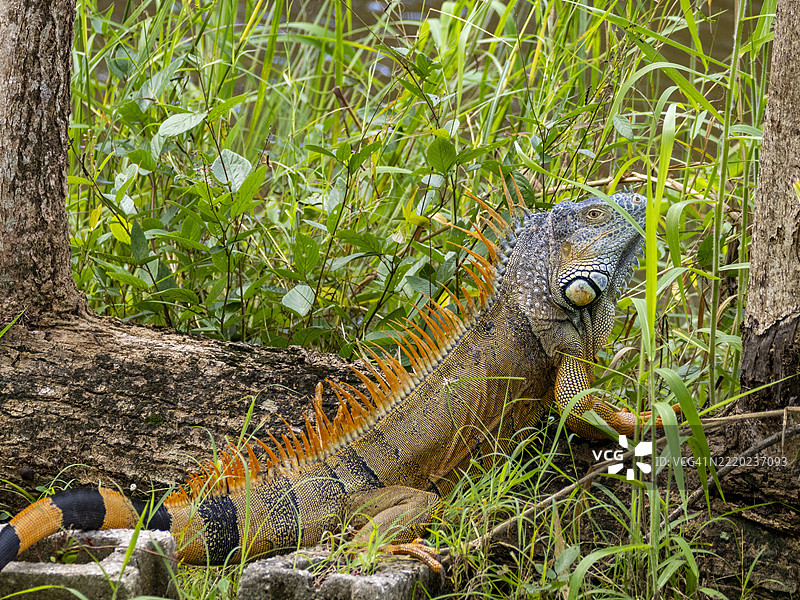 成年雄性绿鬣蜥（Iguana iguana），在伯利兹拉曼奈附近的新河上图片素材