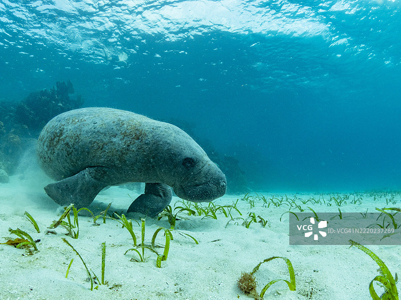 西印度海牛（Trichechus manatus），在伯利兹梅索美洲大堡礁内的凯考尔克附近的沙滩上图片素材