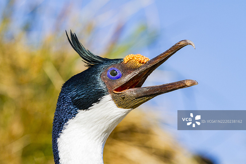 成年帝王鸬鹚（Phalacrocorax (atriceps) atriceps）展示出浓烈的繁殖羽毛，福克兰群岛新岛图片素材