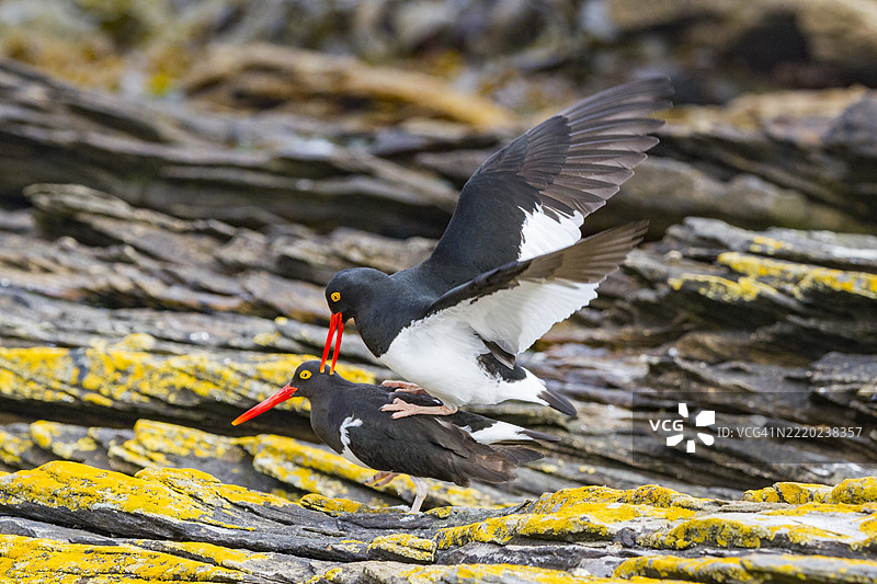 福克兰群岛卡卡斯岛上的成年马格兰牡蛎捕食者（Haematopus leucopodus）图片素材