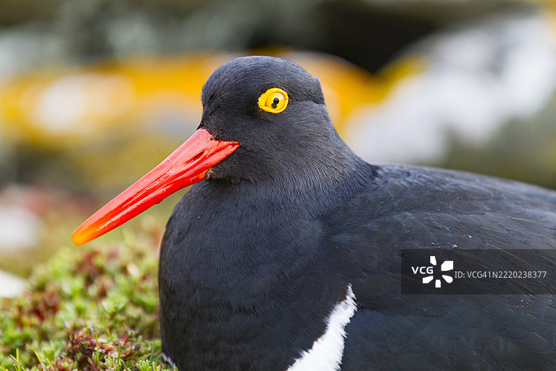 成年马格兰牡蛎捕鸟（Haematopus leucopodus）在福克兰群岛的尸体岛上图片素材